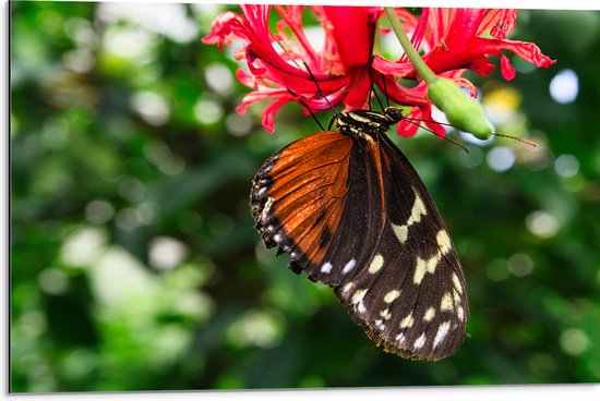 Dibond - Bruin met Zwarte Vleugels van Vlinder op Rode Bloeiende Bloem - 75x50 cm Foto op Aluminium (Met Ophangsysteem)