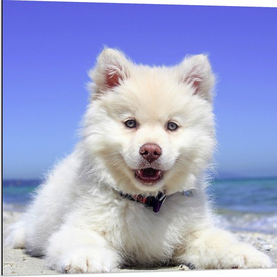 Dibond - Lachende Witte Finse Lappen Hond op het Strand bij de Zee - 80x80 cm Foto op Aluminium (Met Ophangsysteem)