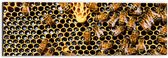 Dibond - Kolonie van Bijen in Honinggraat - 60x20 cm Foto op Aluminium (Wanddecoratie van metaal)