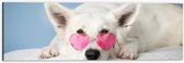 Dibond - Liggende Witte Hond met Roze Brilletje op - 60x20 cm Foto op Aluminium (Met Ophangsysteem)