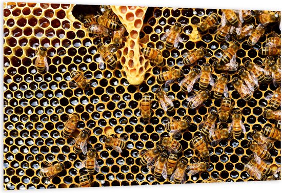 Tuinposter – Kolonie van Bijen in Honinggraat - 150x100 cm Foto op Tuinposter (wanddecoratie voor buiten en binnen)