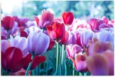 Schilderij - Tulpenveld, rood, roze, groen
