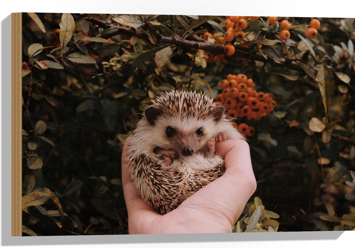 Hout - Baby Egel in Handpalm voor Bessenstruik - 60x40 cm - 9 mm dik - Foto op Hout (Met Ophangsysteem)