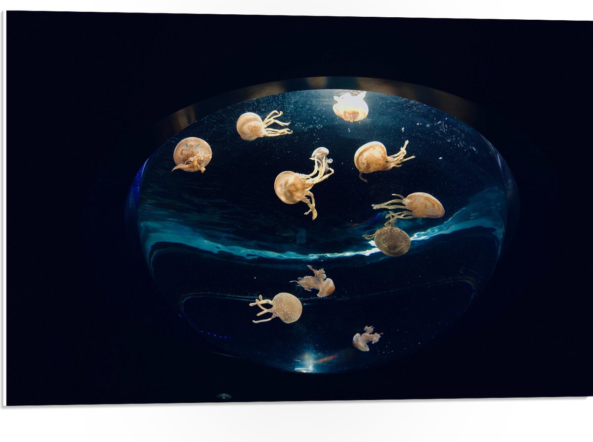 PVC Schuimplaat- Groepje Oranjekleurige Kwallen in Bolvormig Aquarium - 75x50 cm Foto op PVC Schuimplaat