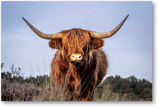 Schotse Hooglander - Foto Op Canvas 60x40