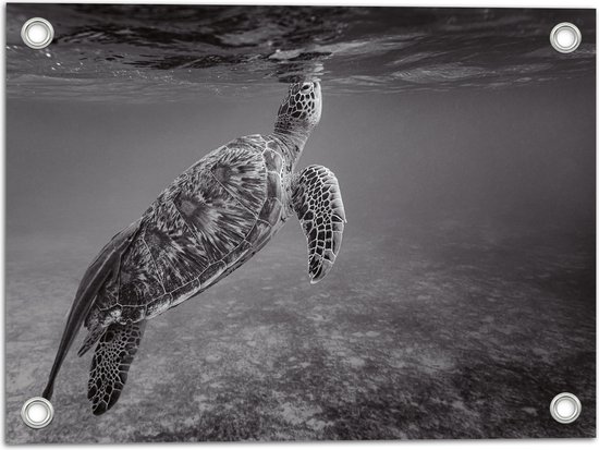 WallClassics - Tuinposter – Zeeschildpad Zwemmend naar Wateroppervlak (Zwart- wit) - 40x30 cm Foto op Tuinposter (wanddecoratie voor buiten en binnen)