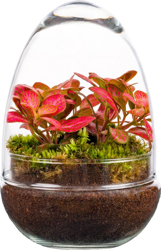 Terrarium Egg doe het zelf pakket mini ecosysteem 1 plant 21cm
