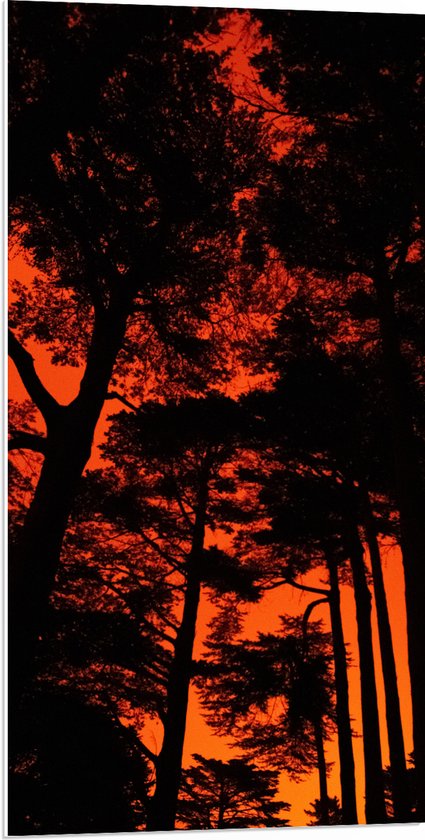 WallClassics - PVC Schuimplaat - Silhouet van Groep Bomen tegen Oranje Lucht - 50x100 cm Foto op PVC Schuimplaat (Met Ophangsysteem)