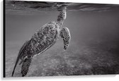 WallClassics - Canvas - Zeeschildpad Zwemmend naar Wateroppervlak (Zwart- wit) - 120x80 cm Foto op Canvas Schilderij (Wanddecoratie op Canvas)