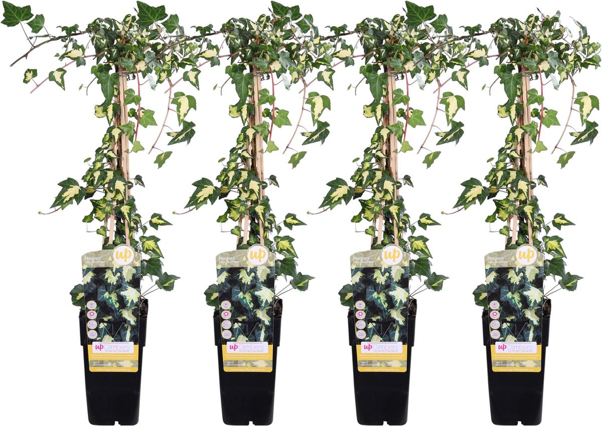 4x - Hedera colchica 'Dentata Variegata' - ↨65cm - Ø15