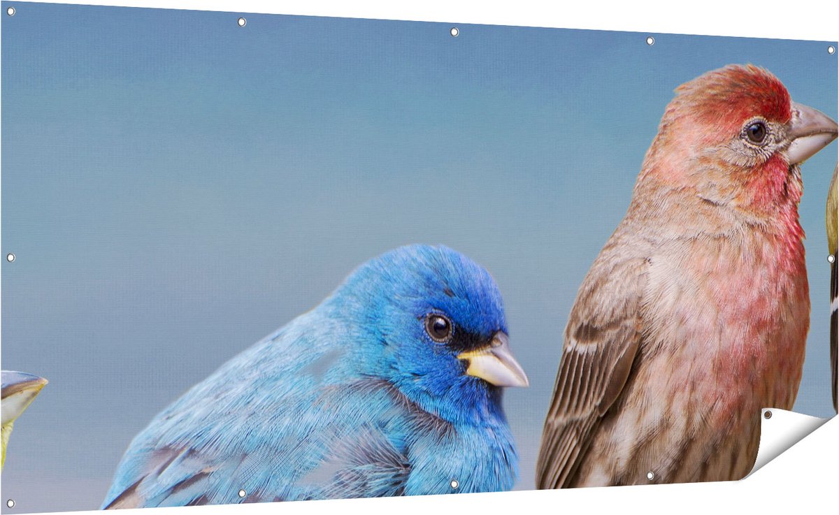 Gards Tuinposter Kleurrijke Zangvogels op een Tak - Kleur - 200x100 cm - Tuindoek - Tuindecoratie - Wanddecoratie buiten - Tuinschilderij Multikleur