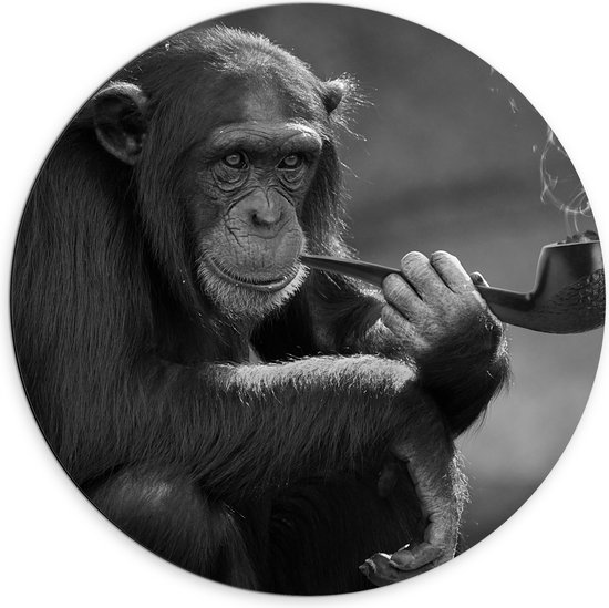 Dibond Muurcirkel - Chimpansee Aap Rokend aan Pijp (Zwart- wit) - 70x70 cm Foto op Aluminium Muurcirkel (met ophangsysteem)