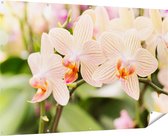 Gards Tuinposter Gestreepte Witte Orchidee Bloemen - 180x120 cm - Tuindoek - Tuindecoratie - Wanddecoratie buiten - Tuinschilderij