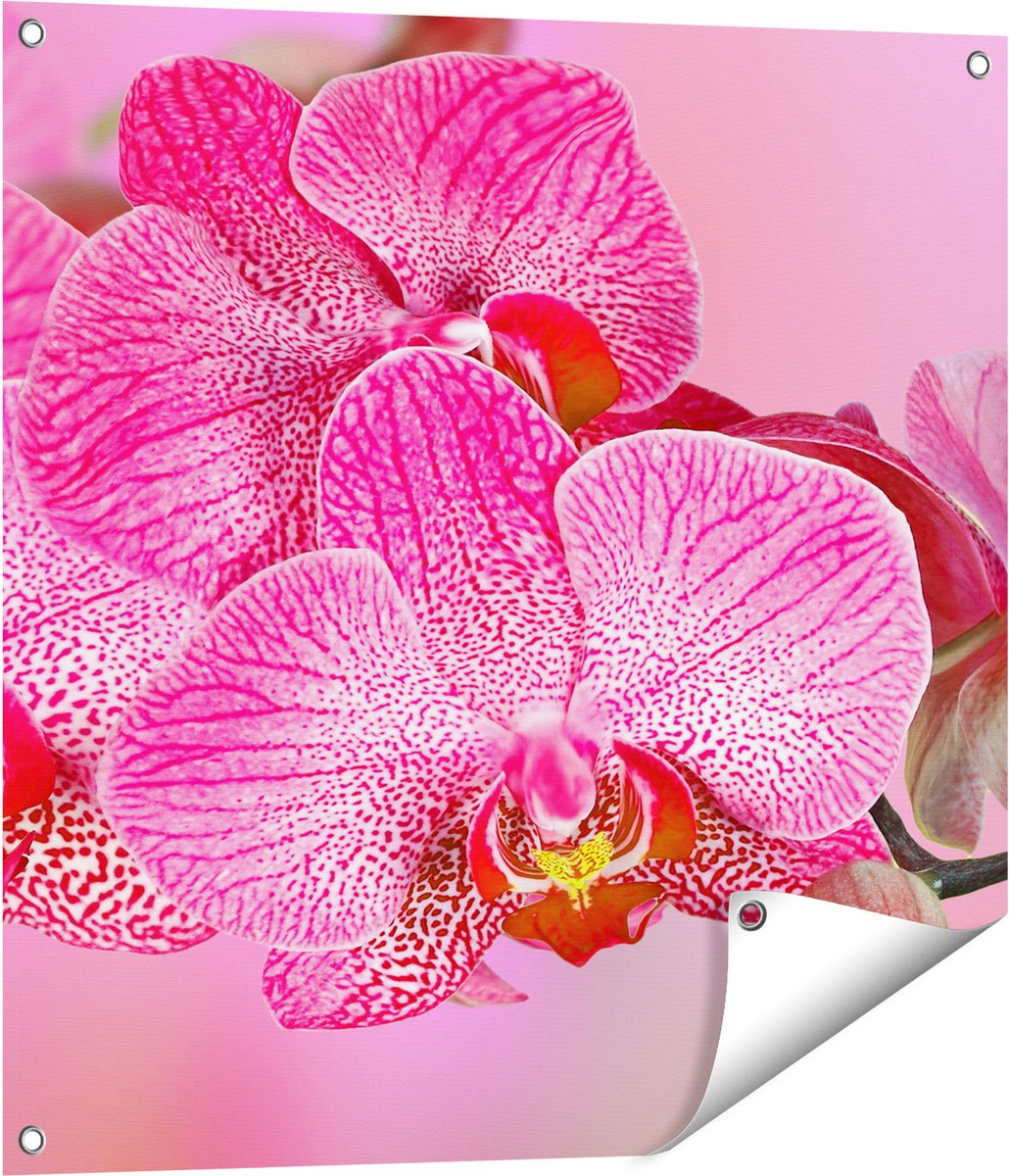 Gards Tuinposter Roze Orchidee Bloemen - 70x70 cm - Tuindoek - Tuindecoratie - Wanddecoratie buiten - Tuinschilderij Multikleur