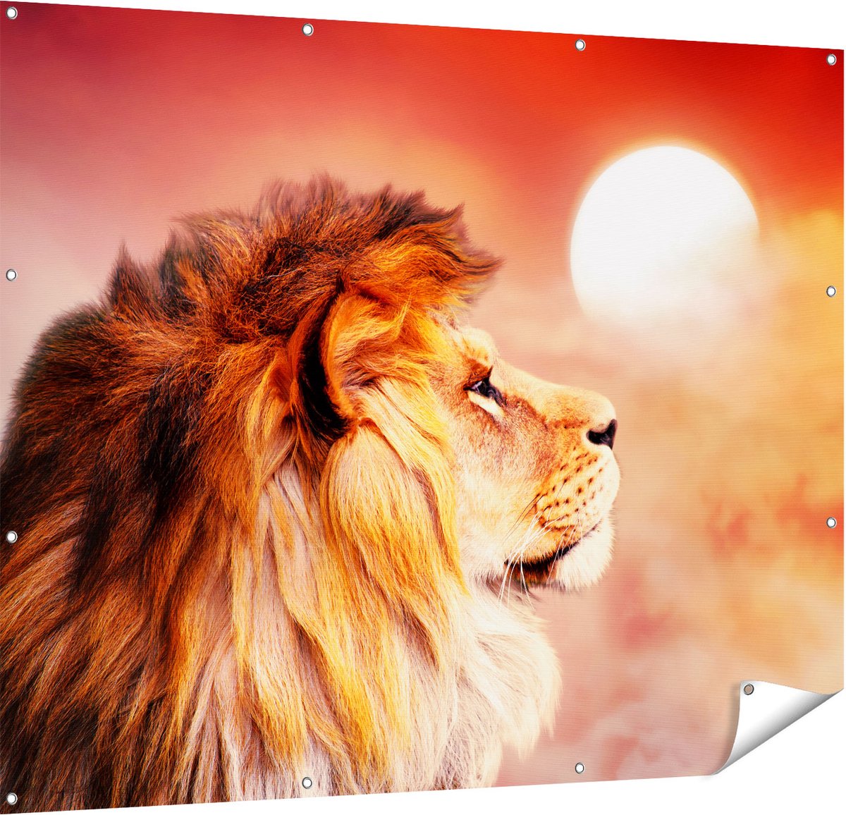 Gards Tuinposter Leeuw - Leeuwenkop - tijdens Zonsopkomst - 150x120 cm - Tuindoek - Tuindecoratie - Wanddecoratie buiten - Tuinschilderij Multikleur