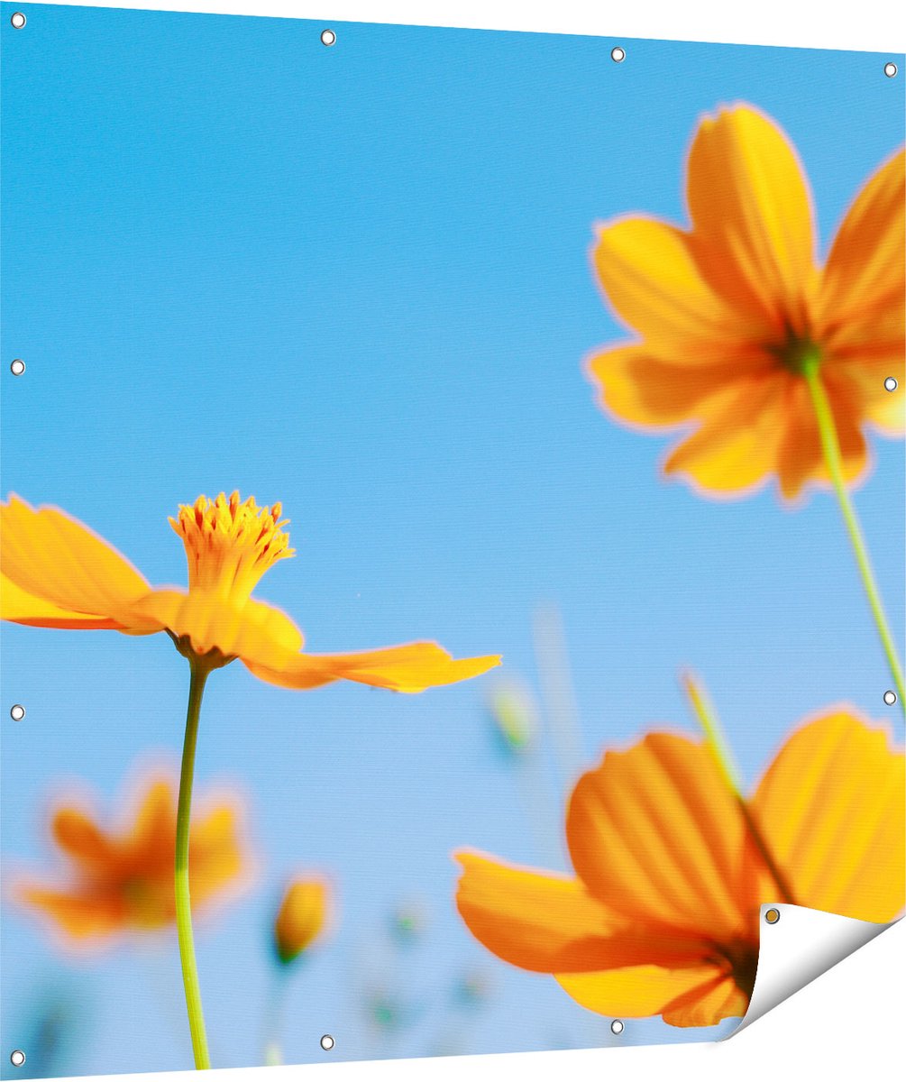 Gards Tuinposter Oranje Cosmea Bloemen - 120x120 cm - Tuindoek - Tuindecoratie - Wanddecoratie buiten - Tuinschilderij Multikleur