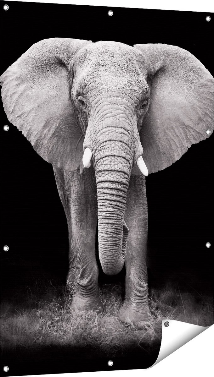 Gards Tuinposter Olifant - Zwart Wit - 80x120 cm - Tuindoek - Tuindecoratie - Wanddecoratie buiten - Tuinschilderij Multikleur