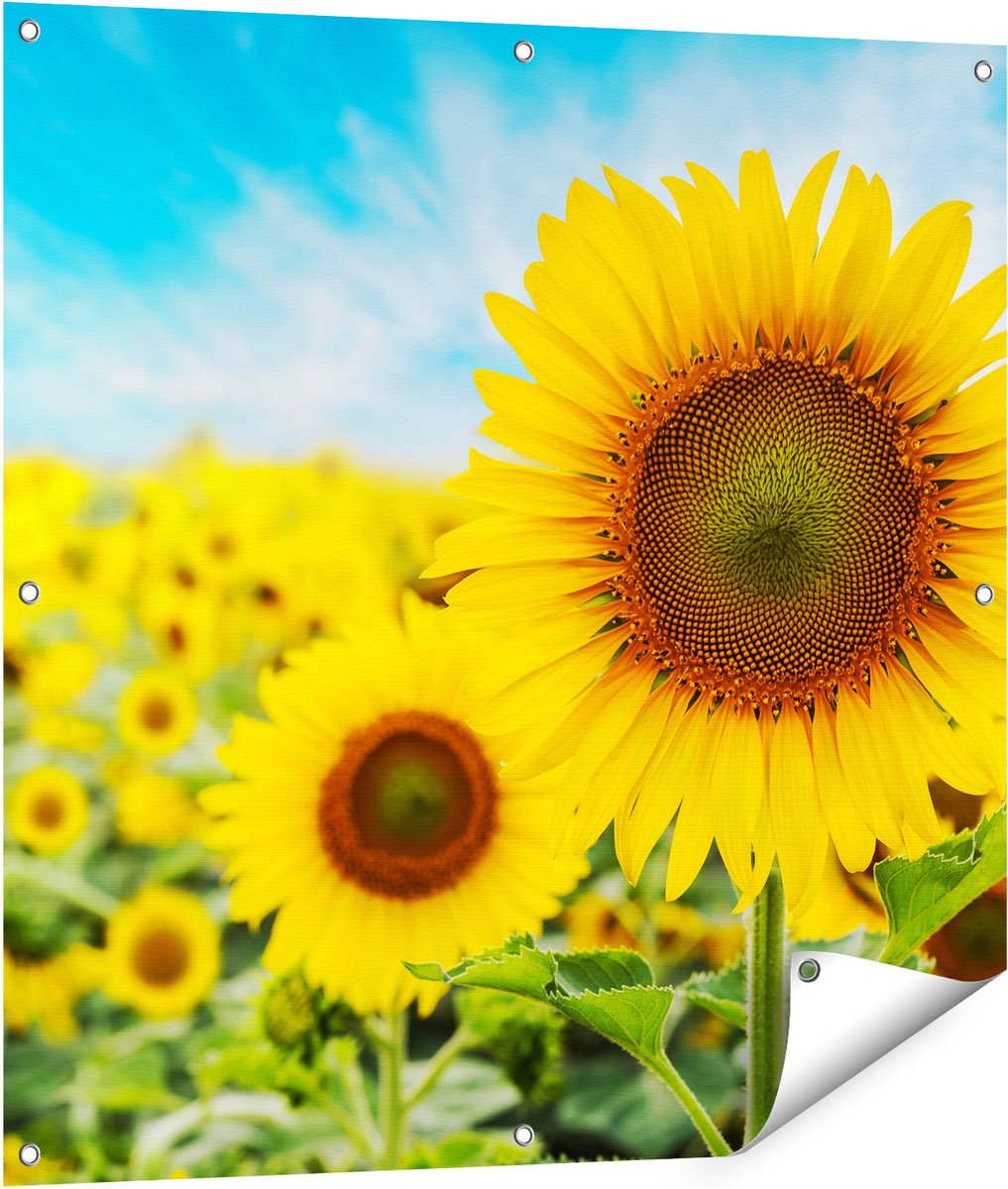 Gards Tuinposter Zonnebloemen Veld - 90x90 cm - Tuindoek - Tuindecoratie - Wanddecoratie buiten - Tuinschilderij Multikleur