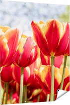 Gards Tuinposter Oranje Rode Tulpen - 120x150 cm - Tuindoek - Tuindecoratie - Wanddecoratie buiten - Tuinschilderij