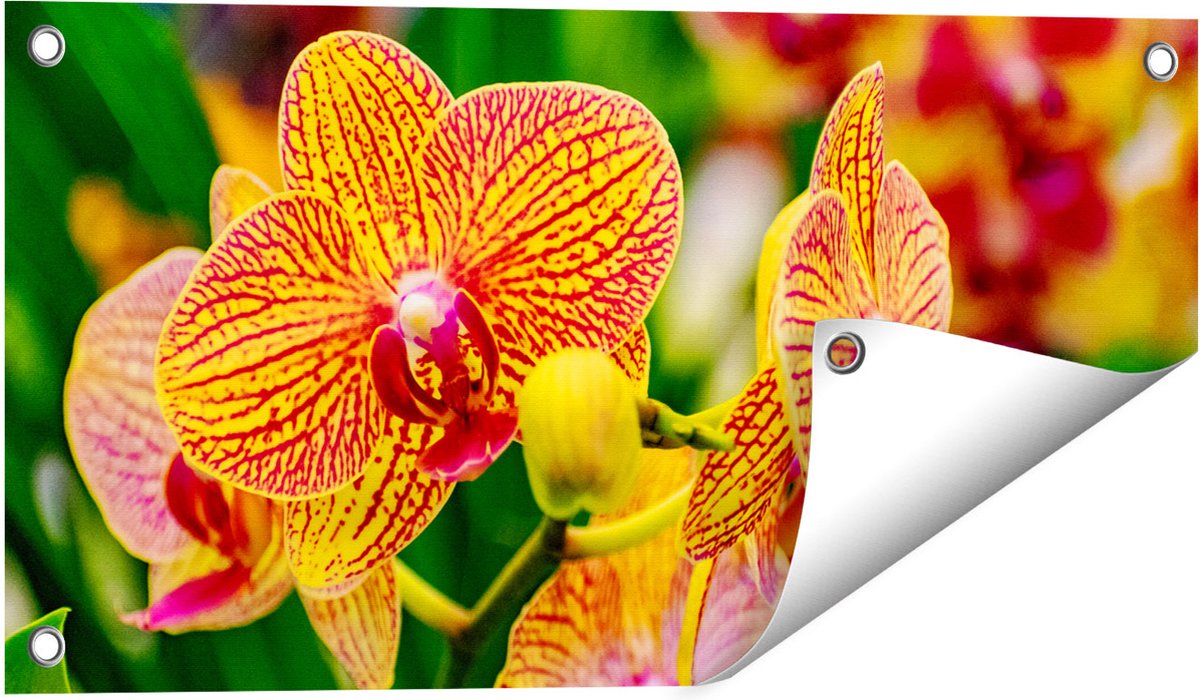 Gards Tuinposter Geel Rode Orchidee Bloemen - 60x30 cm - Tuindoek - Tuindecoratie - Wanddecoratie buiten - Tuinschilderij Multikleur