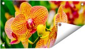 Gards Tuinposter Geel Rode Orchidee Bloemen - 60x30 cm - Tuindoek - Tuindecoratie - Wanddecoratie buiten - Tuinschilderij