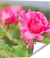 Gards Affiche de jardin Rose Rose avec Gouttes d'Eau - 60x60 cm - Toile jardin - Décoration de jardin - Décoration murale extérieur - Tableau jardin