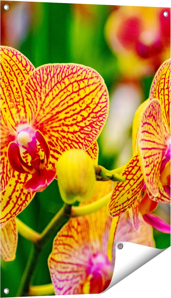 Gards Tuinposter Geel Rode Orchidee Bloemen - 60x90 cm - Tuindoek - Tuindecoratie - Wanddecoratie buiten - Tuinschilderij Multikleur