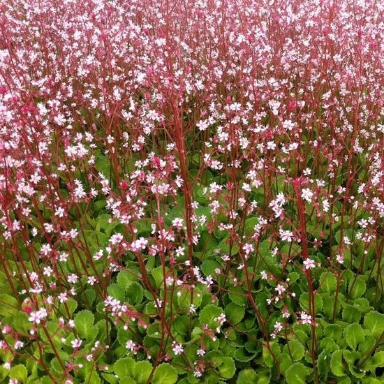 6x Schildersverdriet - Saxifraga urbium - Pot 9x9cm