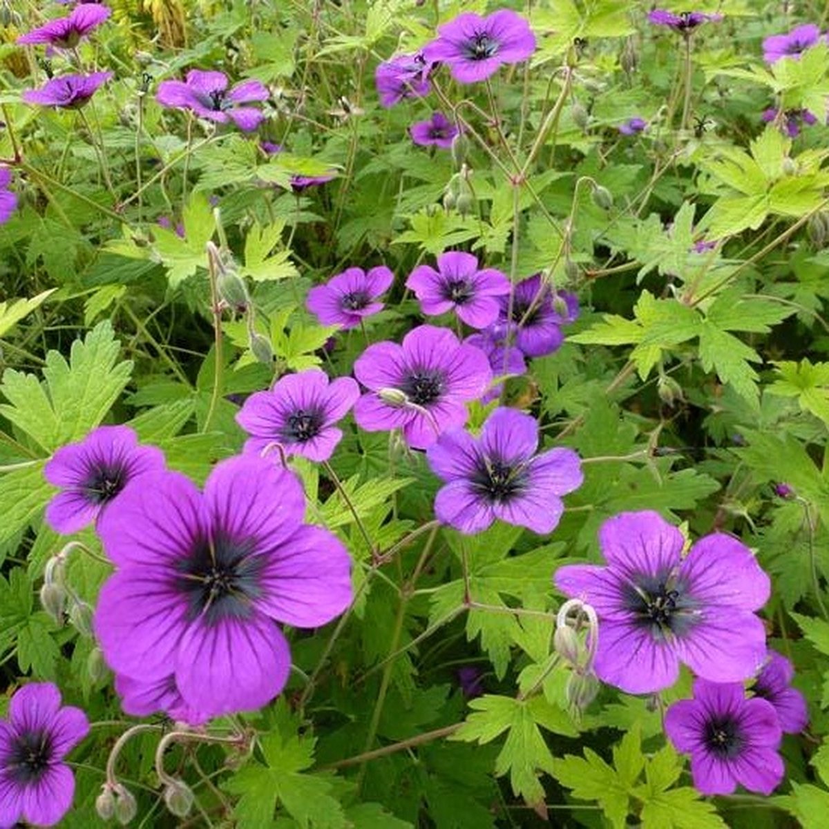 6x Ooievaarsbek - Geranium ‘Ann Folkard’ - Pot 9x9cm | bol.com