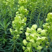 6x Wolfsmelk - Euphorbia characias ‘Humpty Dumpty’ - Pot 9x9cm