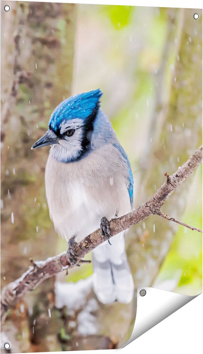 Gards Tuinposter Blauwe Gaai Vogel in de Sneeuw - 60x90 cm - Tuindoek - Tuindecoratie - Wanddecoratie buiten - Tuinschilderij Multikleur