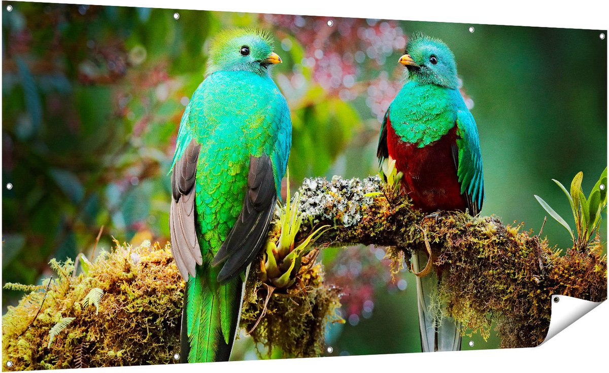 Gards Tuinposter Twee Groene Quetzal Vogels op een Tak - 200x100 cm - Tuindoek - Tuindecoratie - Wanddecoratie buiten - Tuinschilderij Multikleur