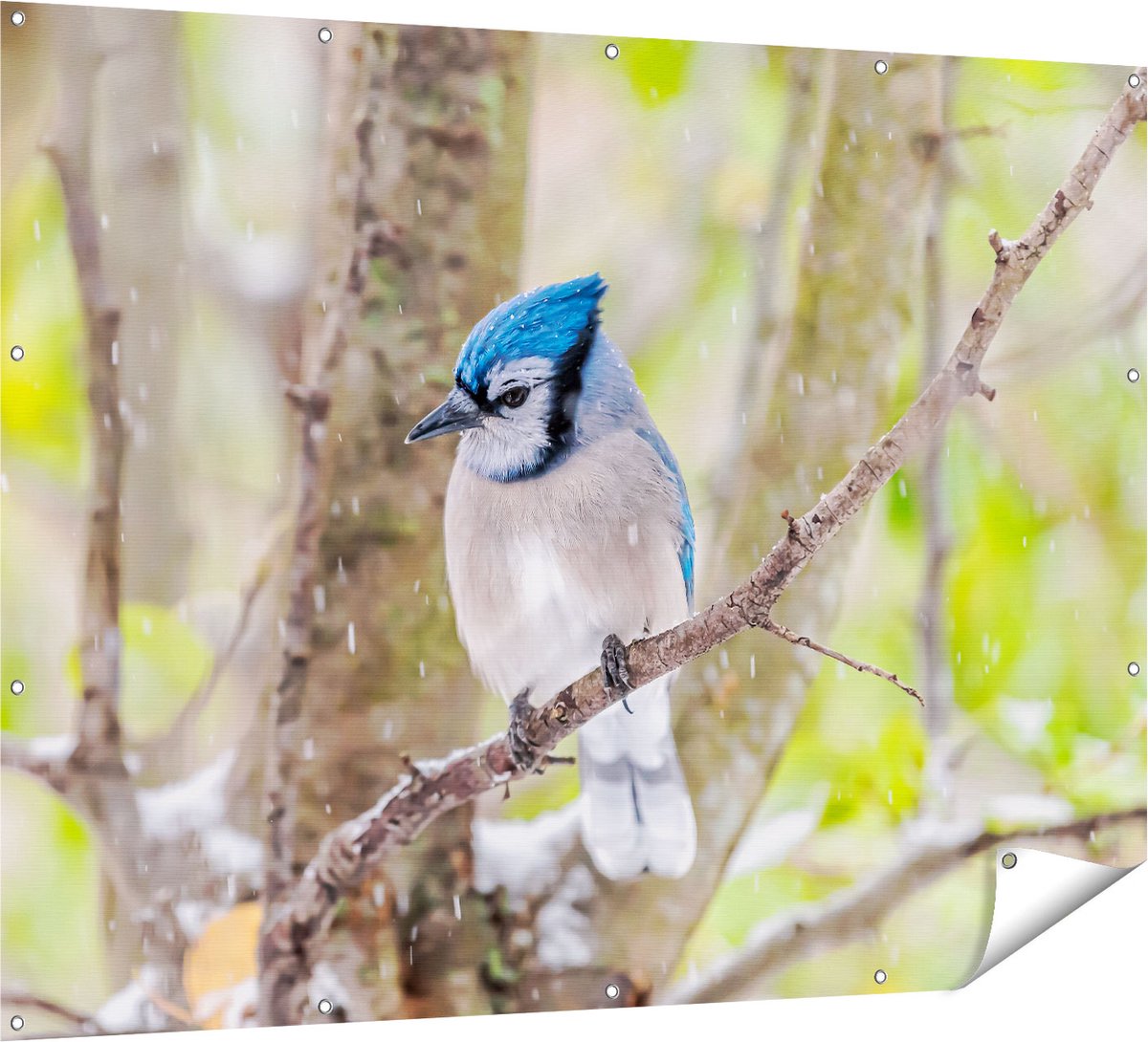 Gards Tuinposter Blauwe Gaai Vogel in de Sneeuw - 160x120 cm - Tuindoek - Tuindecoratie - Wanddecoratie buiten - Tuinschilderij Multikleur