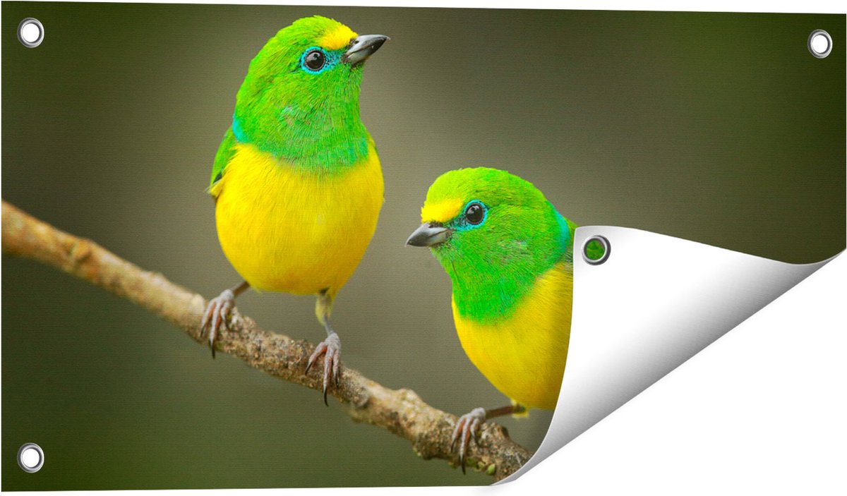 Gards Tuinposter Twee Groen Gele Zangvogels op een Tak - 60x30 cm - Tuindoek - Tuindecoratie - Wanddecoratie buiten - Tuinschilderij Multikleur