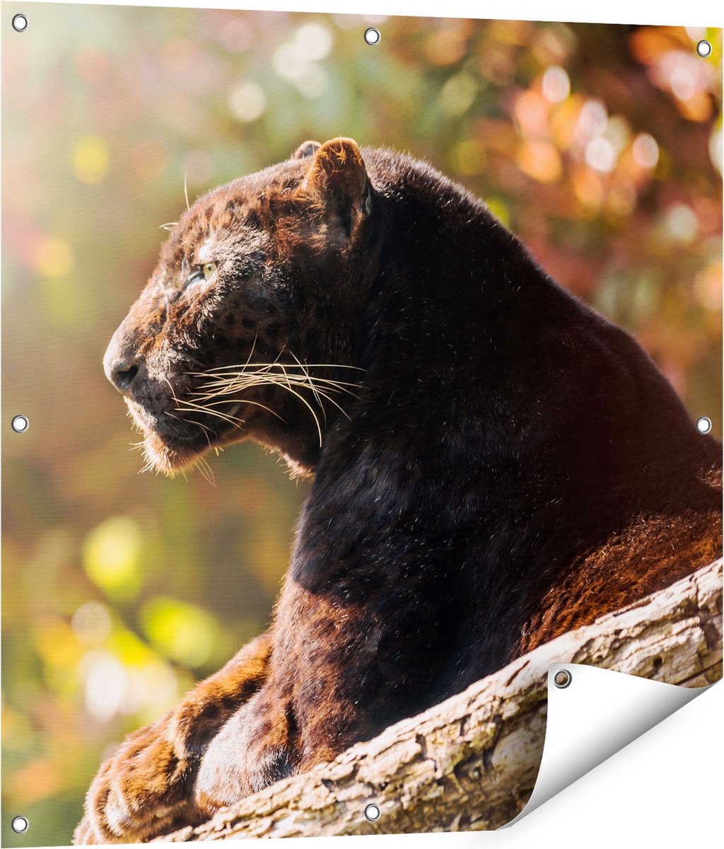Gards Tuinposter Zwarte Panter vanaf de Zijkant - 80x80 cm - Tuindoek - Tuindecoratie - Wanddecoratie buiten - Tuinschilderij Multikleur