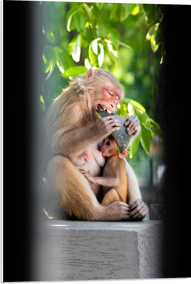 PVC Schuimplaat - Drinkende Baby Aap bij Etende Moeder - 50x75 cm Foto op PVC Schuimplaat (Met Ophangsysteem)