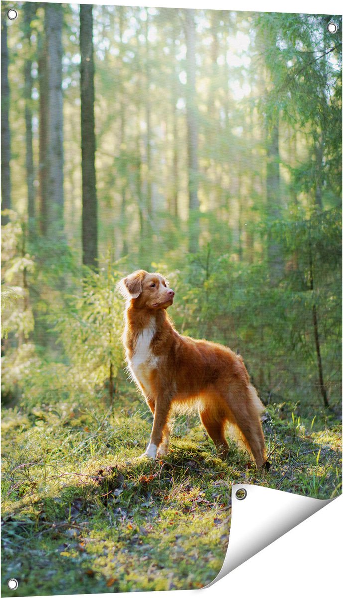 Gards Tuinposter Retriever Hond in het Bos met Zon - 60x90 cm - Tuindoek - Tuindecoratie - Wanddecoratie buiten - Tuinschilderij Multikleur