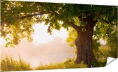 Gards Tuinposter Eikenboom aan het Water met Volle Bladeren - 200x100 cm - Tuindoek - Tuindecoratie - Wanddecoratie buiten - Tuinschilderij