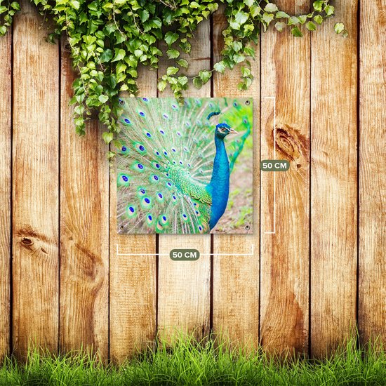 Gards Tuinposter Pauw met Kleurrijke Veren - 50x50 cm - Tuindoek - Tuindecoratie - Wanddecoratie buiten - Tuinschilderij