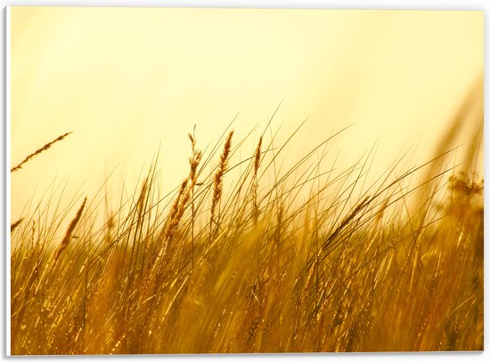 PVC Schuimplaat- Hoge Grassen onder Oranjekleurige Lucht - 40x30 cm Foto op PVC Schuimplaat