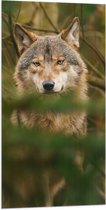Vlag - Grijze met Bruine Wolf schuilend achter Groene Bladeren - 50x100 cm Foto op Polyester Vlag