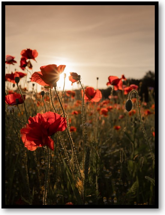 Poppy bloemen - Fotoposter met Lijst