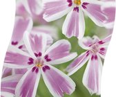 3 stuks | Phlox (S) Candy Stripes P11 cm