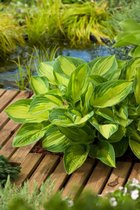 3 stuks | Hosta 'Night Before Christmas' P11 cm