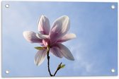 Tuinposter – Roze met Witte Magnolia Bloem Bloeiend onder Blauwe Lucht - 60x40 cm Foto op Tuinposter (wanddecoratie voor buiten en binnen)