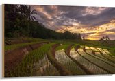 Hout - Rijstvelden Vol Regenwater in Indonesië - 105x70 cm - 9 mm dik - Foto op Hout (Met Ophangsysteem)
