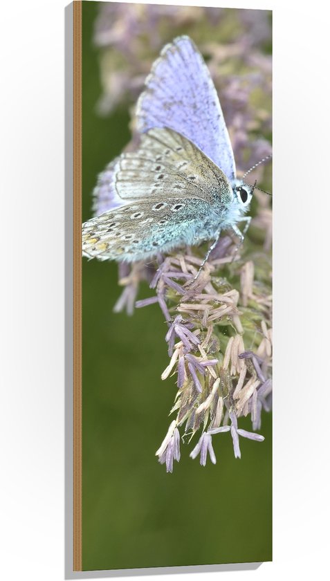 Hout - Vlinder met Blauwkleurige Vleugels op Paarse Bloemen - 40x120 cm - 9 mm dik - Foto op Hout (Met Ophangsysteem)