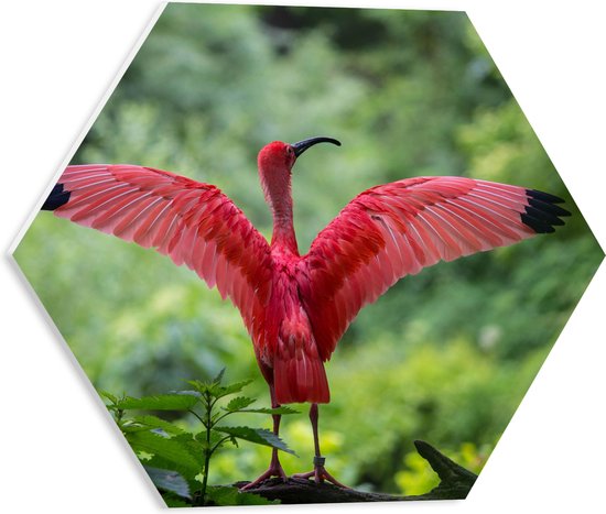 PVC Schuimplaat Hexagon - Rode Ibis Vogel met Opengeslagen Vleugels in Groen Natuurgebied - 40x34.8 cm Foto op Hexagon (Met Ophangsysteem)