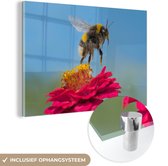 Bumblebee flottant au-dessus d'une plant Zinnia rose Plexiglas 180x120 cm - Tirage photo sur Glas (décoration murale plexiglas) XXL / Groot format!