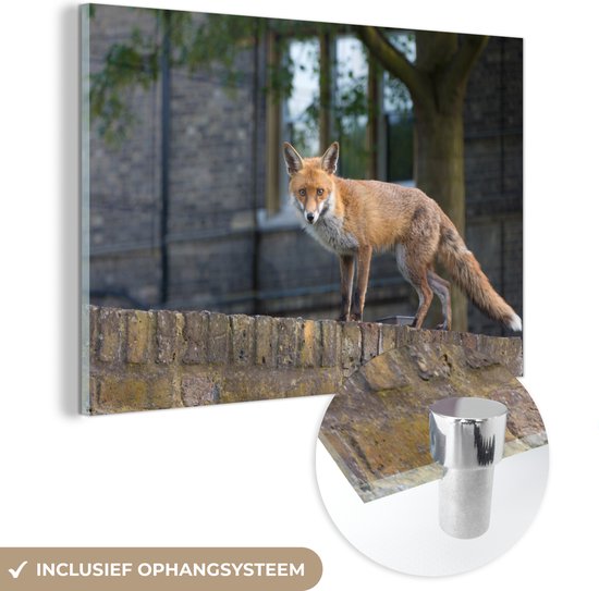 MuchoWow® Glasschilderij 30x20 cm - Schilderij acrylglas - Vos - Muur - Dieren - Foto op glas - Schilderijen